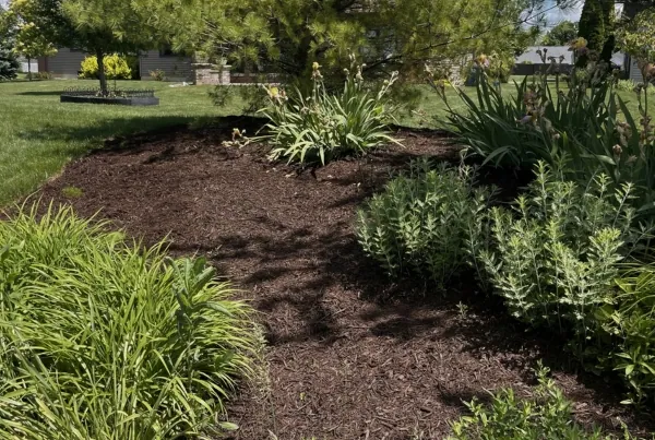 Mulch Restoration